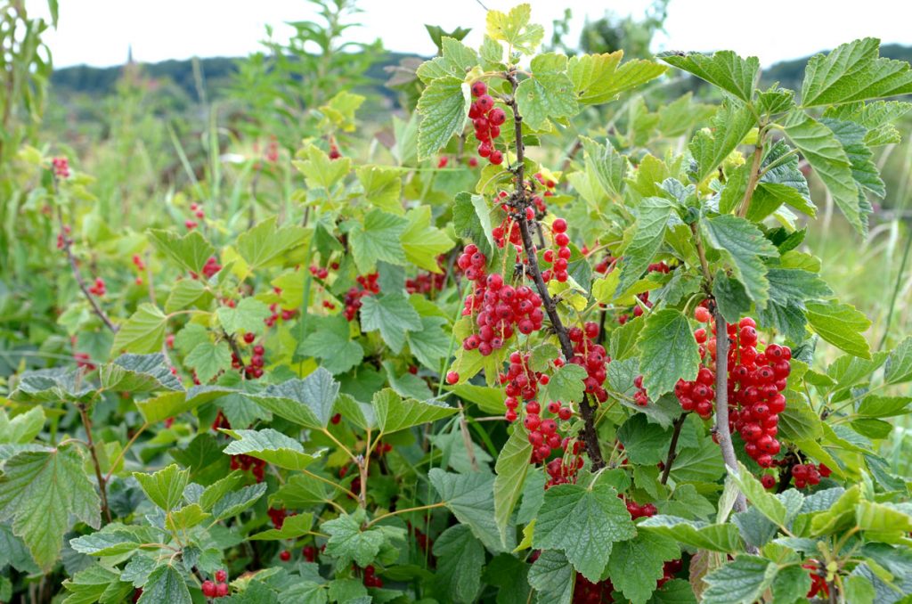 Rote Johannisbeeren