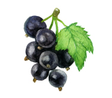 Angebote_Schwarze_Johannisbeeren_einzel2